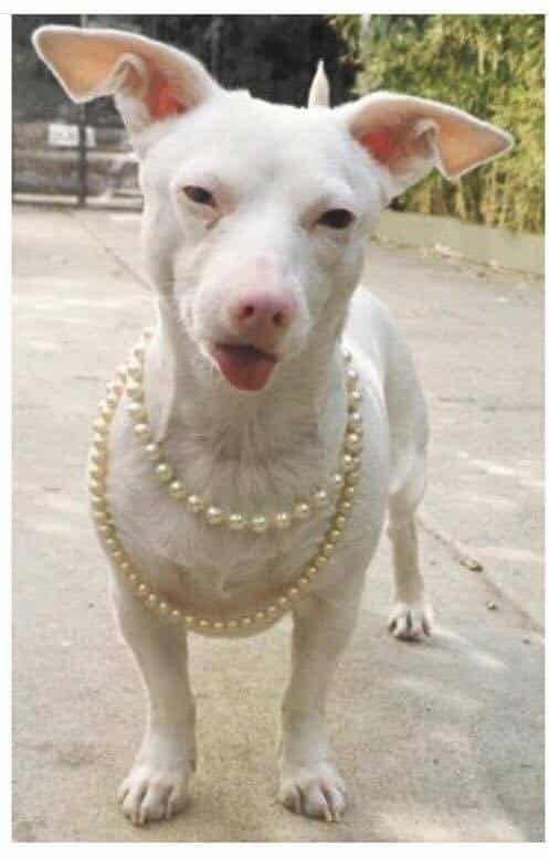 Mrs. Flans is one classy dog and she clearly has fine taste in jewelry too. 